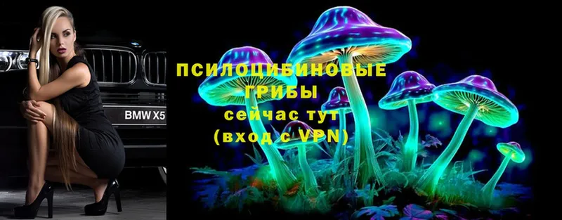 сколько стоит  Саратов  Галлюциногенные грибы Psilocybe 