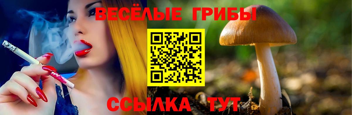 Саратов  Псилоцибиновые грибы Psilocybe  Псилоцибиновые грибы Psilocybe  Вход с VPN 